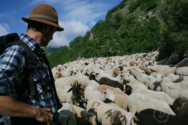 Paseo con las ovejas 